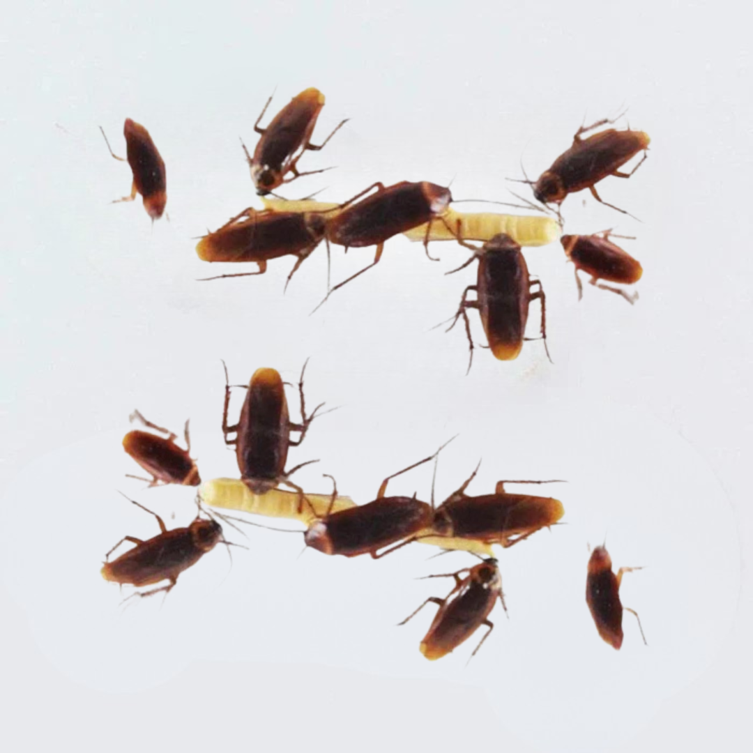 Gel anti-cafards