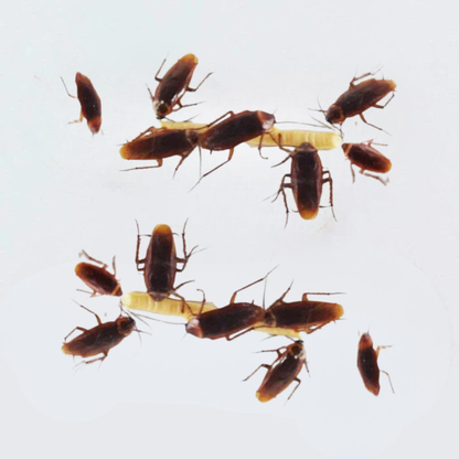 Gel anti-cafards
