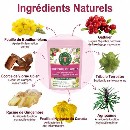 Thé Naturel Pour Fibromes Utérins et Équilibre Hormonal Ngr